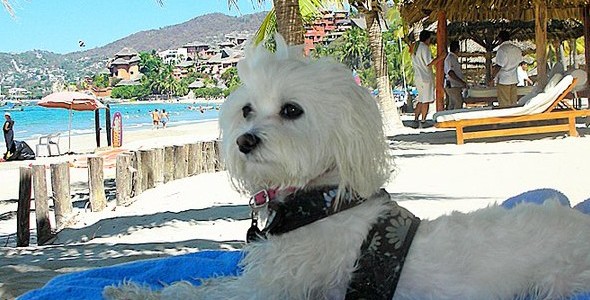 Gypsy is queen of the beach
