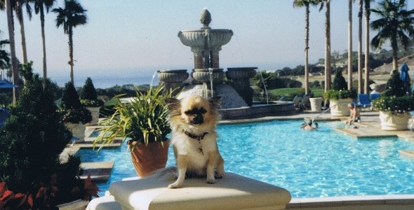 The St. Regis Monarch Beach puts pets on a pedestal
