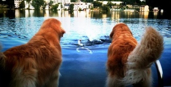 Swimming anyone? Golden Retrievers prepare for morning swim.