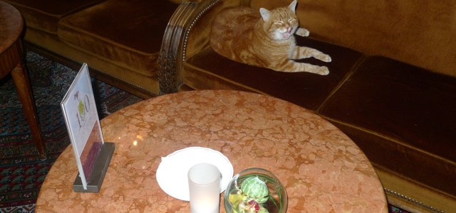 Carmen the cat rules Le Negresco