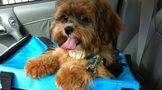 Perry the Shihpoo is perfect for puparazzi