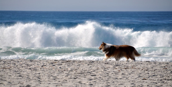 Chula strolls Carmel Beach in pet paradise