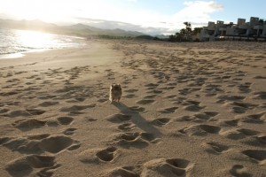 lucy-los-cabos-beach