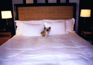lucy-stregisroom