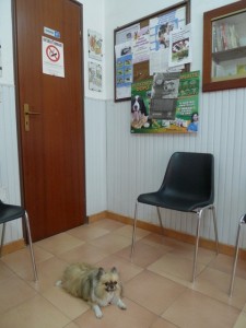 lucy-vet-tropea